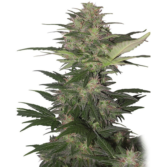 Buddha Seeds - Buddha Red Dwarf Auto 3+1