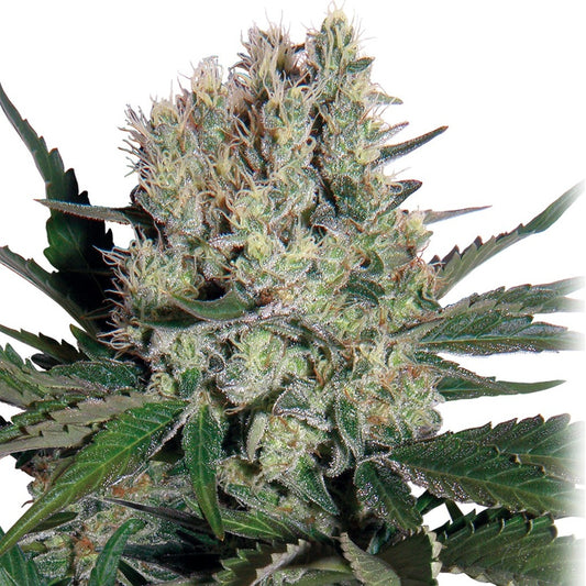 Buddha Seeds - Buddha Syrup Auto 3+1