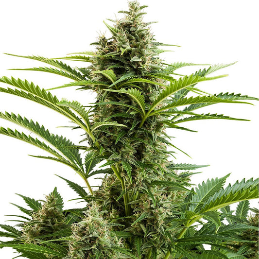 Buddha Seeds - Buddha Vesta Auto 3+1