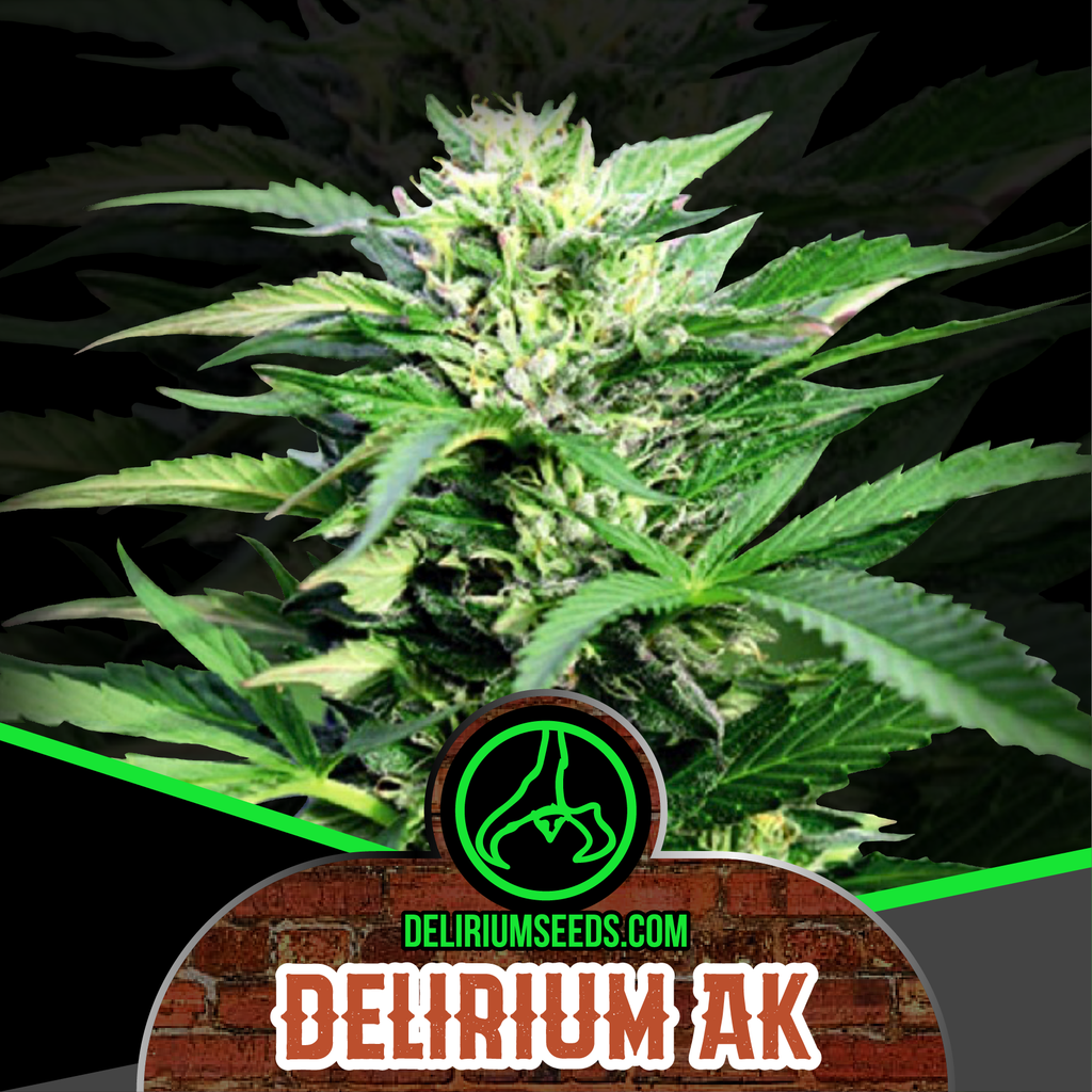 Delirium Seeds - Delirium Ak Auto X4