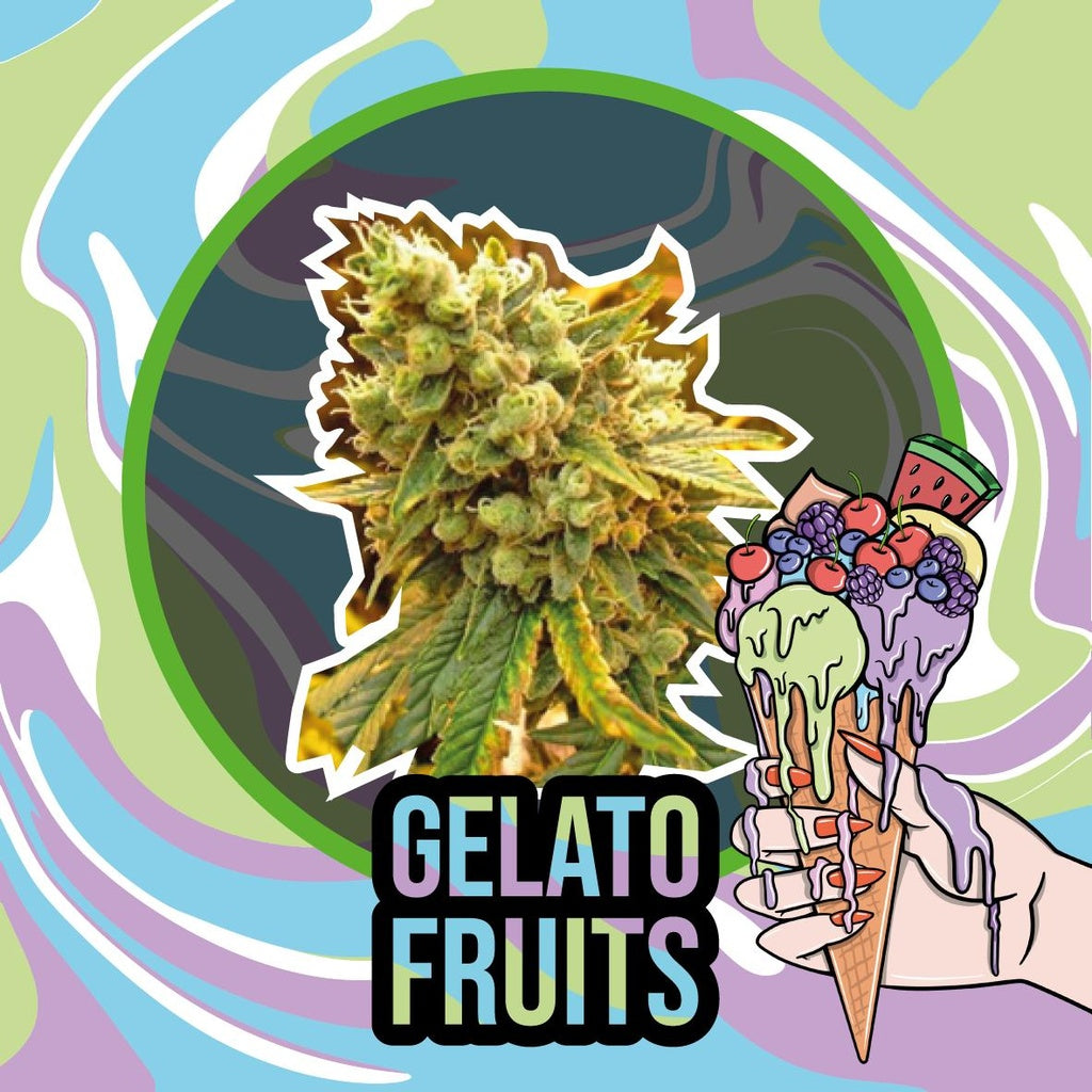 Delirium Seeds - Gelato Fruits Xl Fem X4