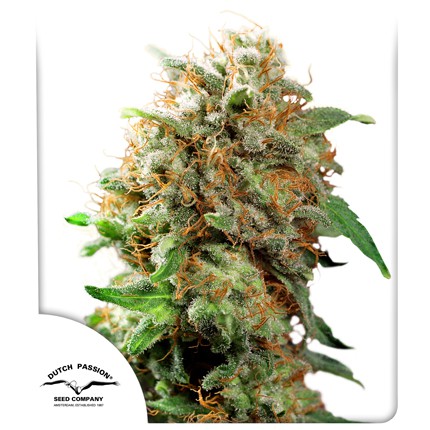 Dutch Passion - Mazar Fem X3