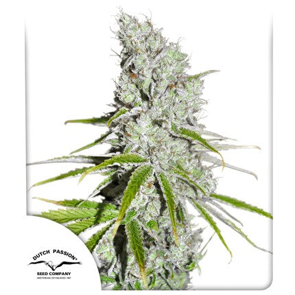 Dutch Passion - CBD Skunkhaze Fem X3