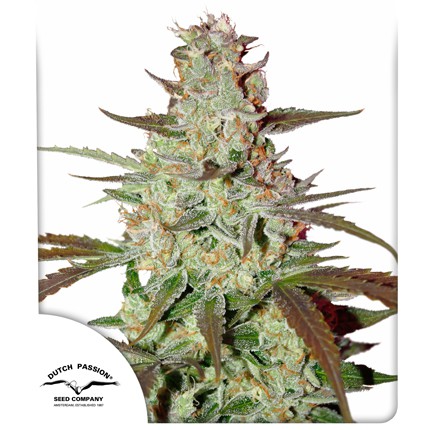 Dutch Passion - Blue Auto Mazar X3