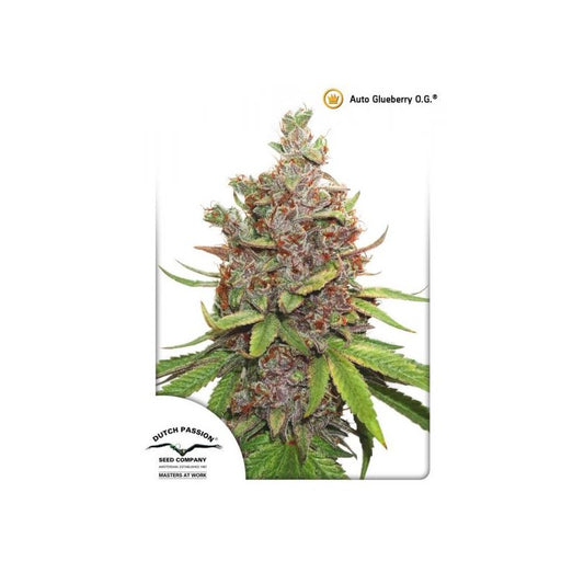 Dutch Passion - Auto Glueberry O.g X3