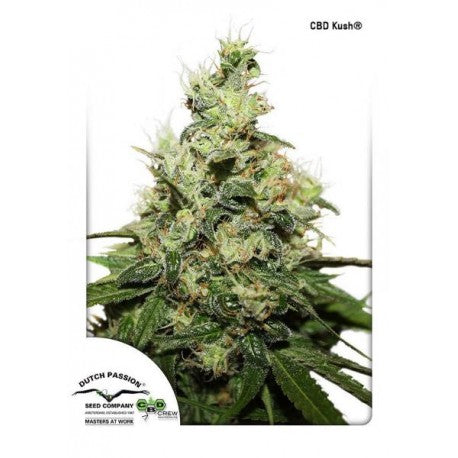Dutch Passion - CBD Kush Fem X3