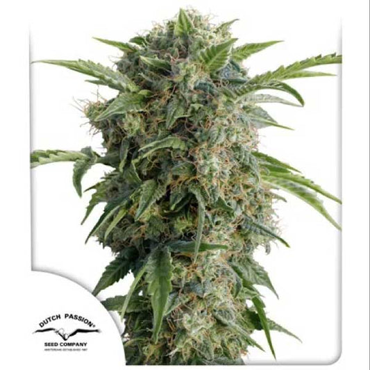 Dutch Passion - Auto Daiquiri Lime X3