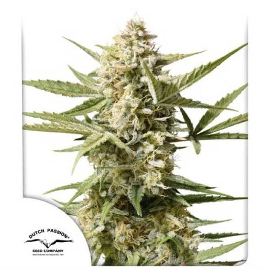 Dutch Passion - Auto Cinderella Jack X3