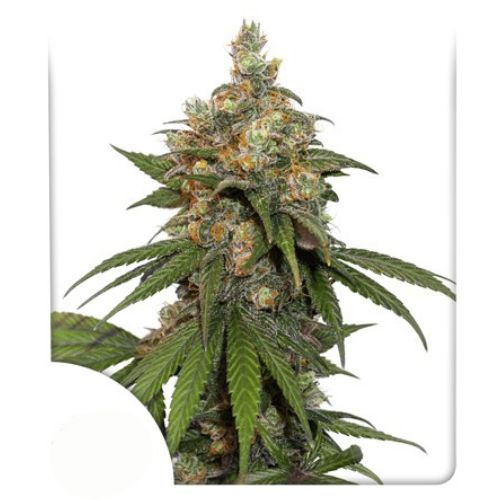 Dutch Passion - Hifi 4G Fem X3