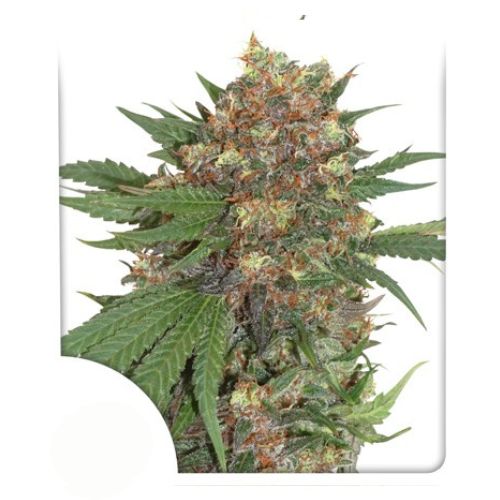 Dutch Passion - Master Kush Fem X3
