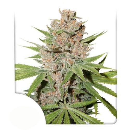 Dutch Passion - Passion Fruit Fem X3