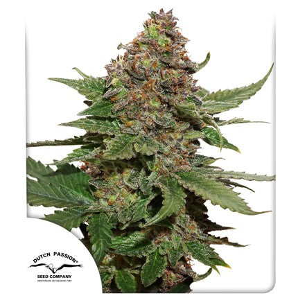 Dutch Passion - Strawberry Cough Fem X3