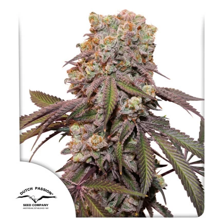Dutch Passion - Auto Candy Bubatz Xl X3