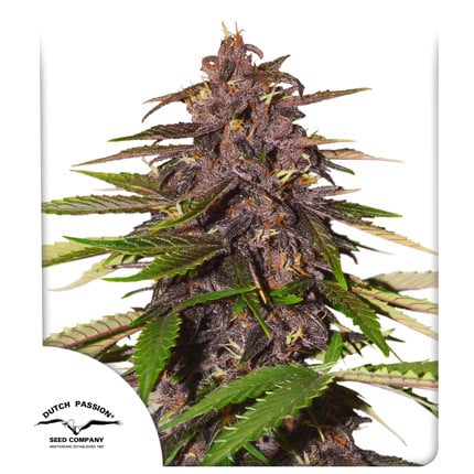 Dutch Passion - Auto Forbidden Cherry X3