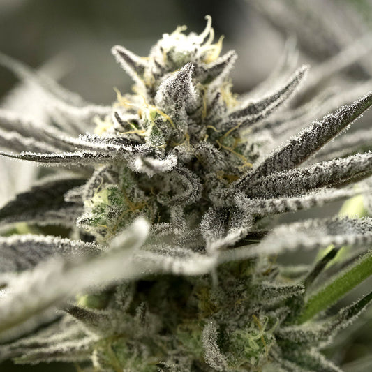 Humboldt Seeds - Ogkz Auto X3