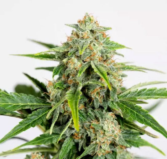 Humboldt Seeds - Amnesia CBD Pure Auto X3