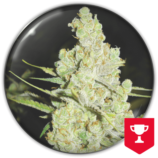 Medical Seeds - 1024 Fem X3 (+ 2 Promo)