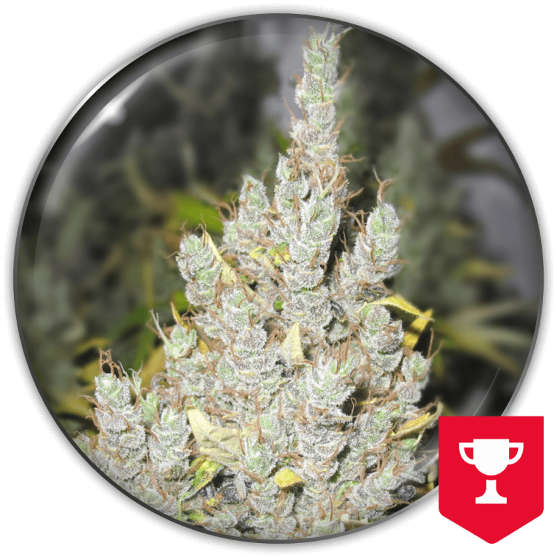 Medical Seeds - 2046 Fem X3 (+ 2 Promo)