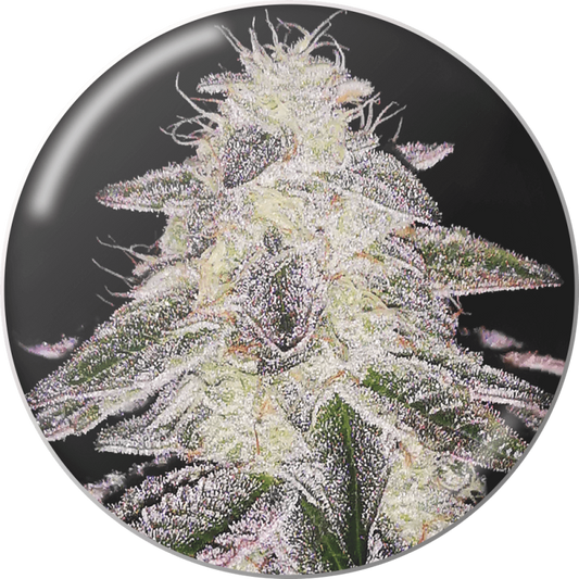 Medical Seeds - Cookies Sherbert Auto X3 (+ 2 Promo)