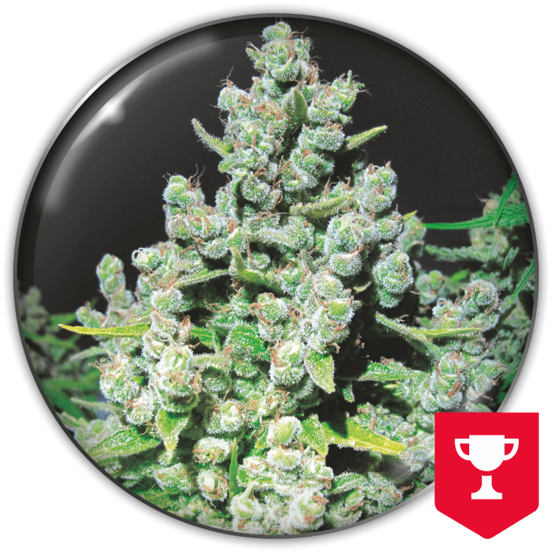 Medical Seeds - Malakoff Fem X3 (+ 2 Promo)