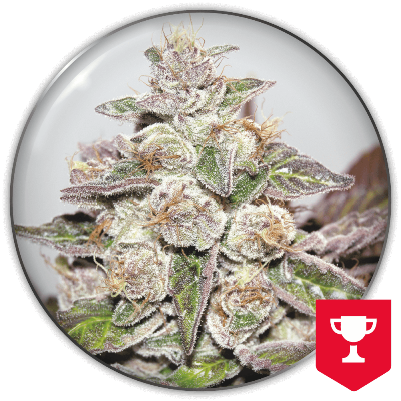 Medical Seeds - Mendocino Purple Kush Fem X3 (+ 2 Promo)