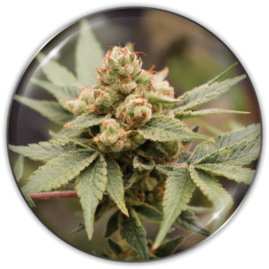 Medical Seeds - Medical Grape CBD X3 (+ 2 Promo)