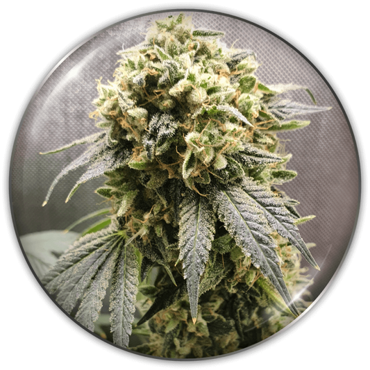 Medical Seeds - Superfruit CBD x 3 (+ 2 Promo)