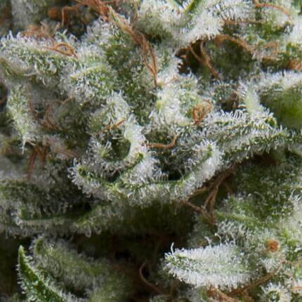 Pyramid Seeds - Auto Anesthesia X1