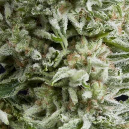 Pyramid Seeds - Auto Amnesia Gold X1