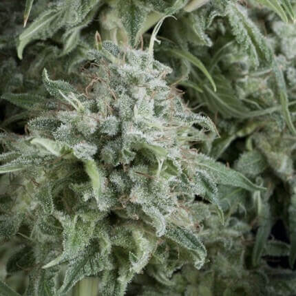 Pyramid Seeds - Auto Anubis X1
