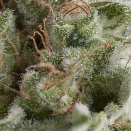 Pyramid Seeds - Auto American Pie X1