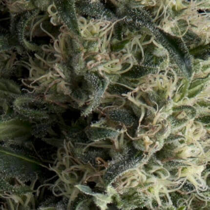 Pyramid Seeds - Auto Galaxy 3+1