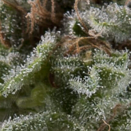Pyramid Seeds - Auto Lennon X1