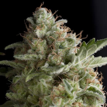 Pyramid Seeds - American Pie Fem 3+1
