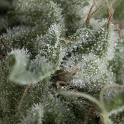 Pyramid Seeds - Auto Nefertiti X1