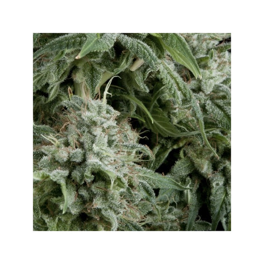 Pyramid Seeds - Auto Northern Lights X1