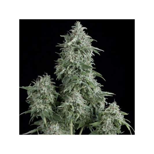 Pyramid Seeds - Anubis Fem X1