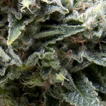 Pyramid Seeds - Auto New York City X1