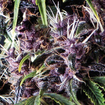 Pyramid Seeds - Auto Purple X1