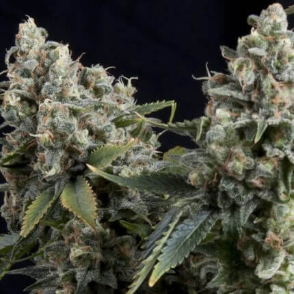 Pyramid Seeds - Auto Tutankhamon X1