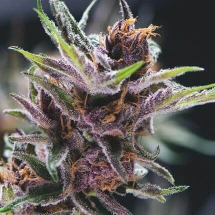 Pyramid Seeds - Black Cherry Punch Fem X1