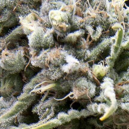 Pyramid Seeds - CBD Auto White Widow X3+1