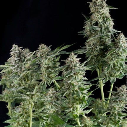 Pyramid Seeds - CBD Nothern Lights Fem X3+1