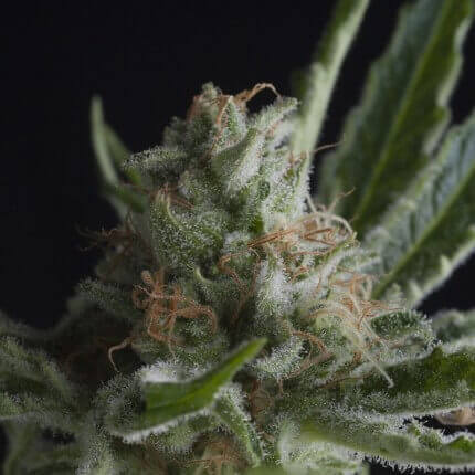 Pyramid Seeds - CBD Shark Fem X3+1