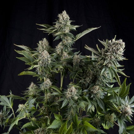 Pyramid Seeds - CBD White Widow Fem X3+1