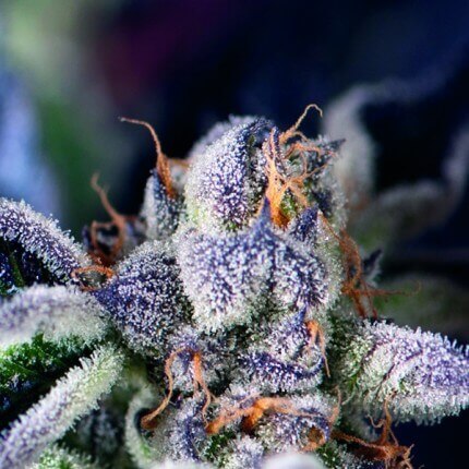 Pyramid Seeds - Cookies Usa Fem X1