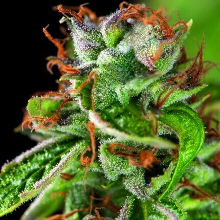 Pyramid Seeds - Double OG Haze Fem X1