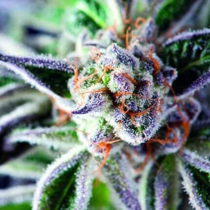 Pyramid Seeds - Do-Si-Dos Fem X1