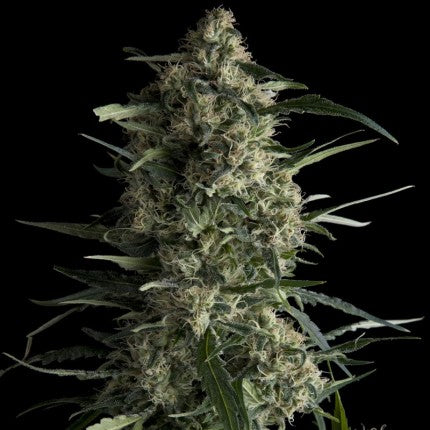 Pyramid Seeds - Galaxy Fem X3+1