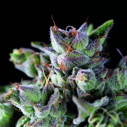 Pyramid Seeds - Gorila Fem X1